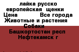 лайка русско-европейская (щенки) › Цена ­ 5 000 - Все города Животные и растения » Собаки   . Башкортостан респ.,Нефтекамск г.